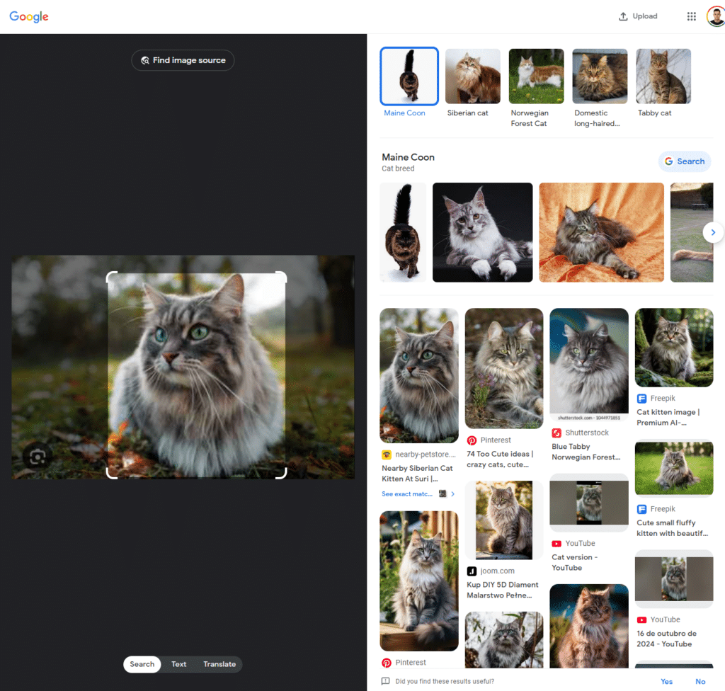 Testowe wyszukiwanie obrazem – wyszukiwarka Google Image Search.